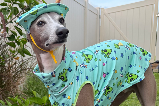 5 Benefits of UV Blocking Tops for Italian Greyhounds