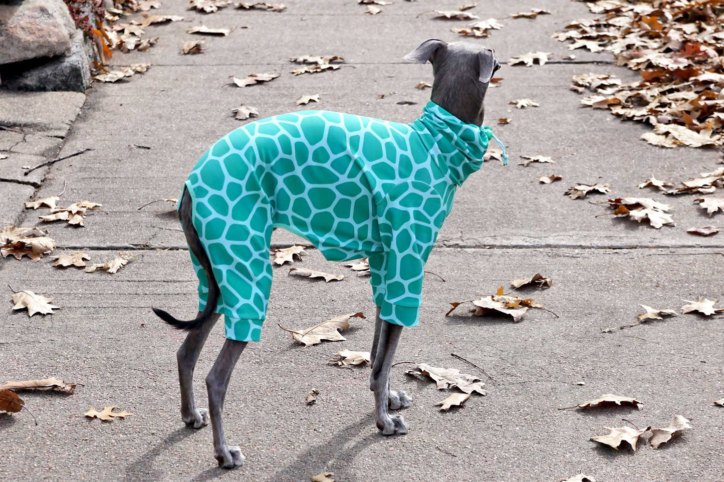 Custom UV 50+ Bodysuits For Iggys & Small Pups - Little Milo's Closet