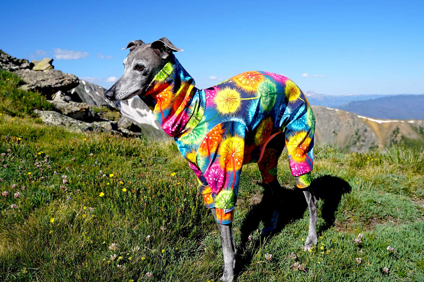 Custom UV 50+ Bodysuits For Iggys & Small Pups - Little Milo's Closet