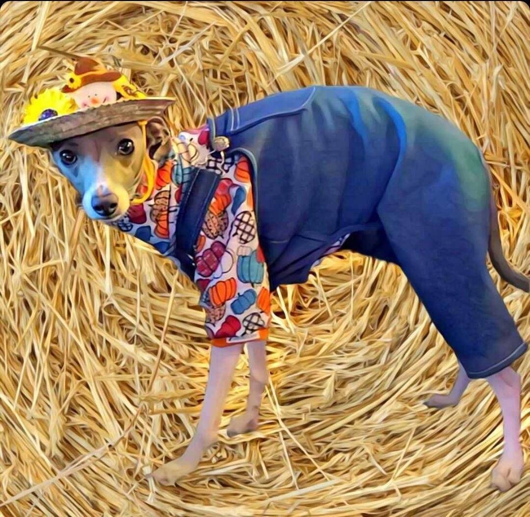 Custom Denim Overalls For Iggys & Small Pups - Little Milo's Closet