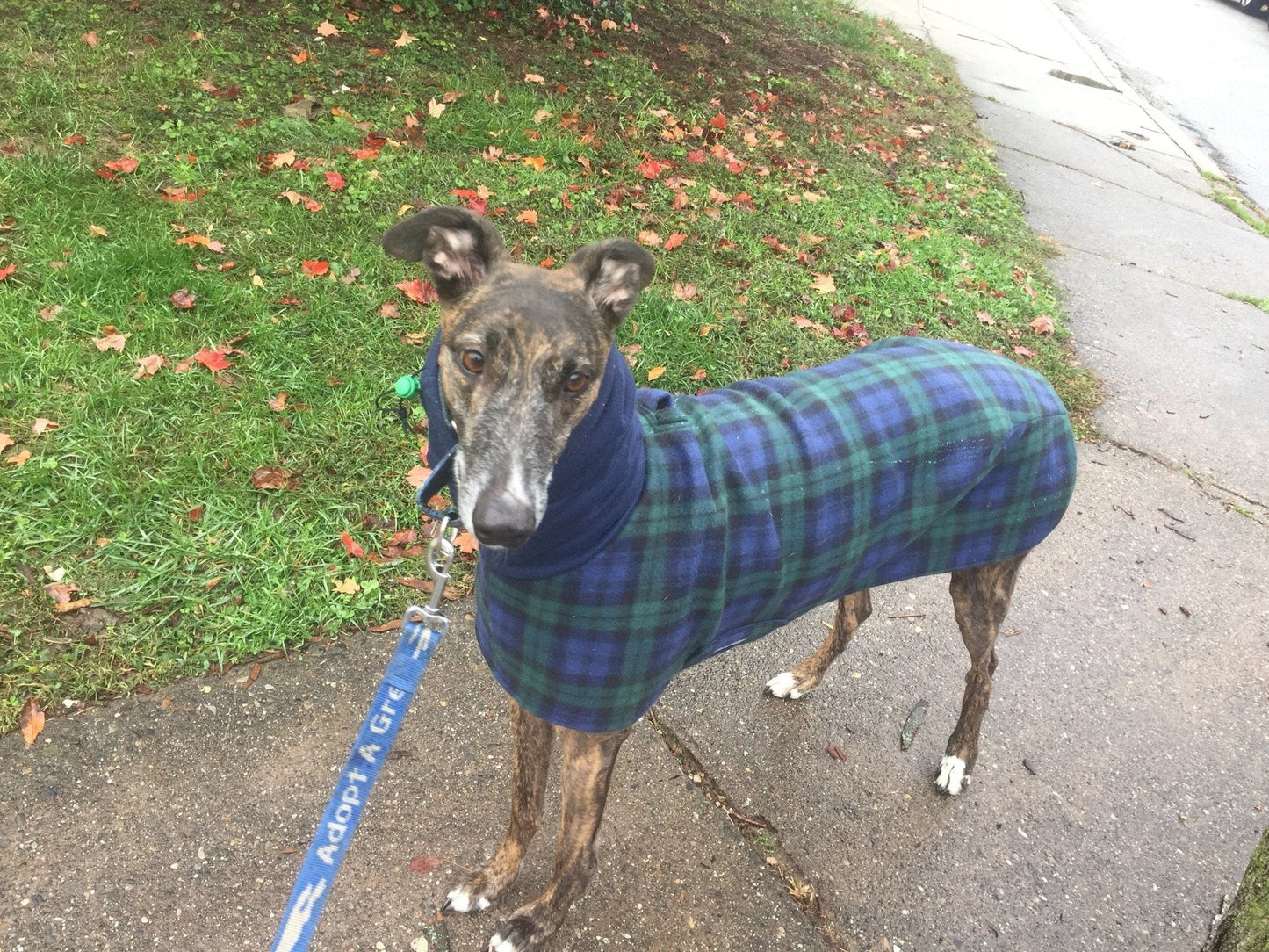 Custom Greyhound Blanket Style Wool Fleece Winter Walking Coat - Little Milo's Closet