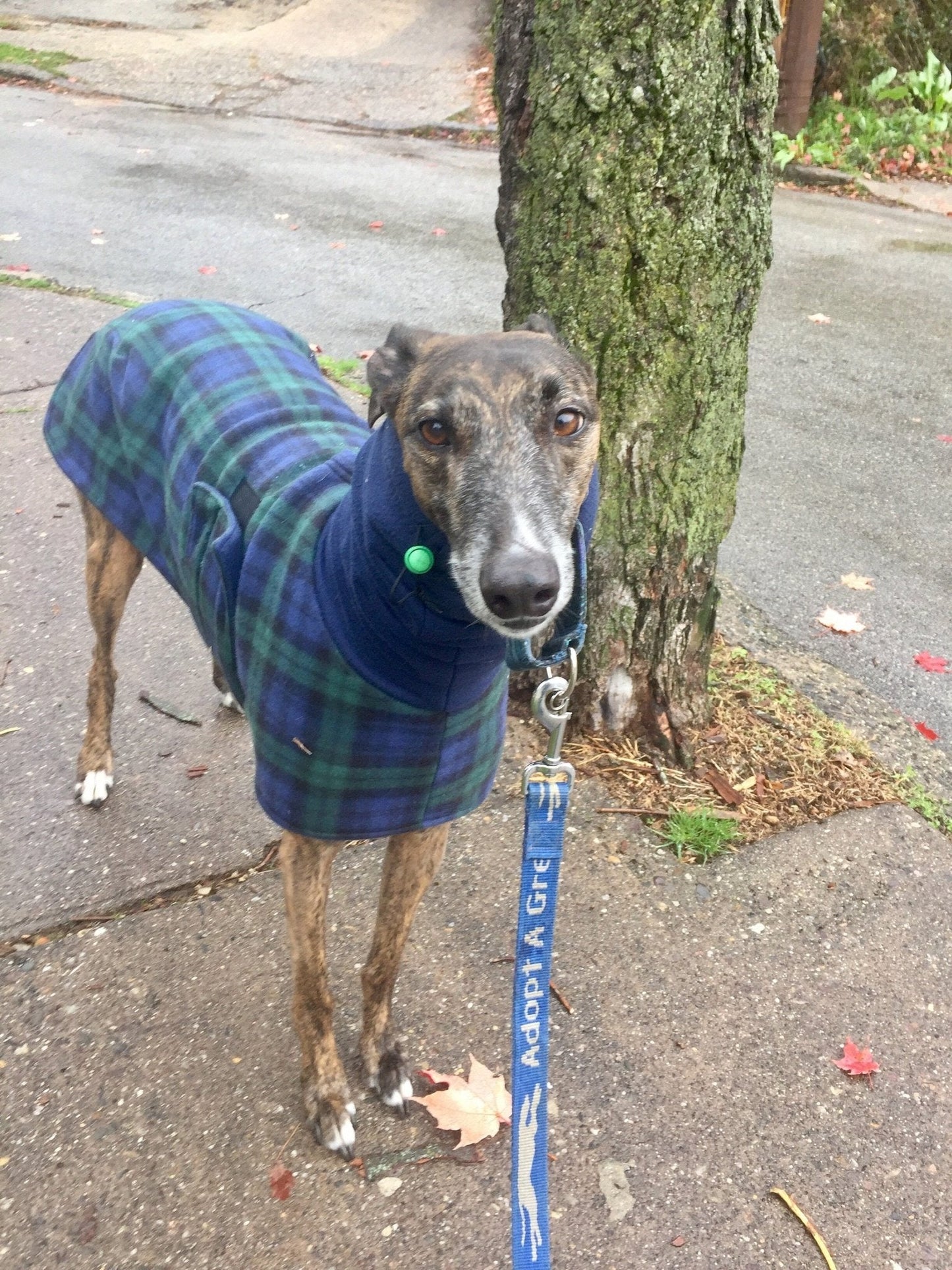 Custom Greyhound Blanket Style Wool Fleece Winter Walking Coat - Little Milo's Closet