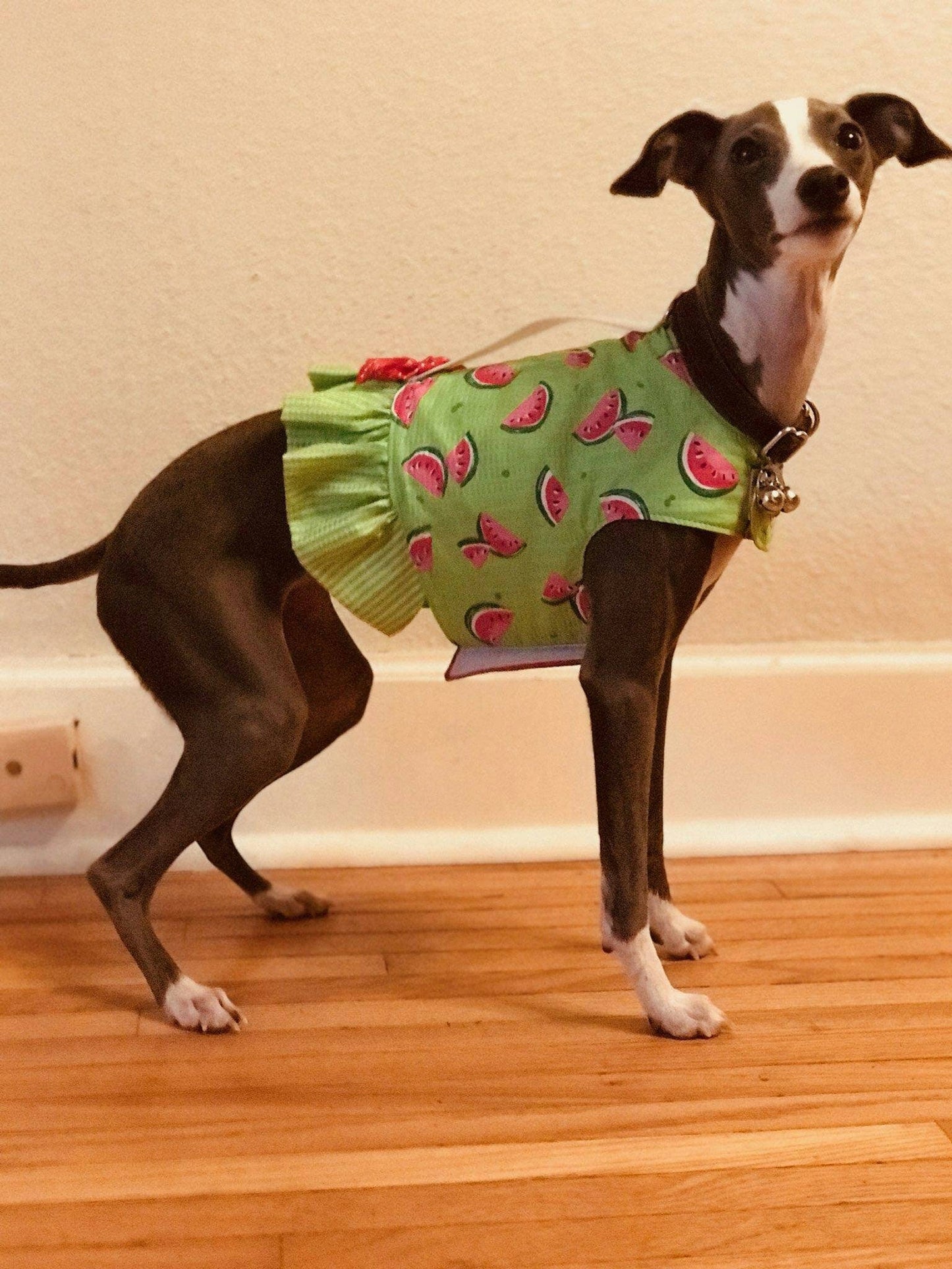 Custom Harness Dress For Iggys & Small Pups - Little Milo's Closet