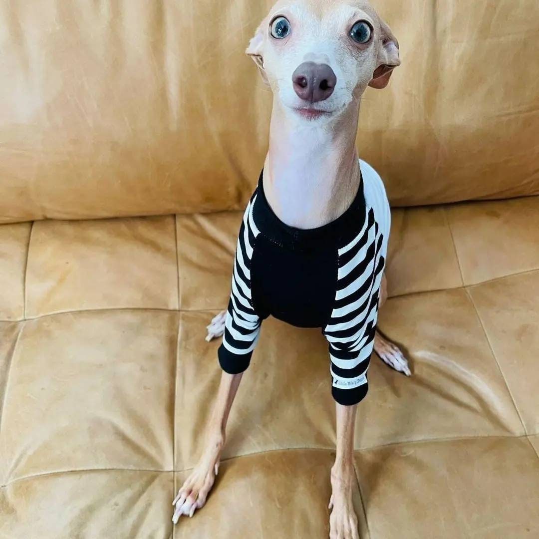Custom "I am not a Whippet" Striped Iggy 2 Legged Shirt - Little Milo's Closet