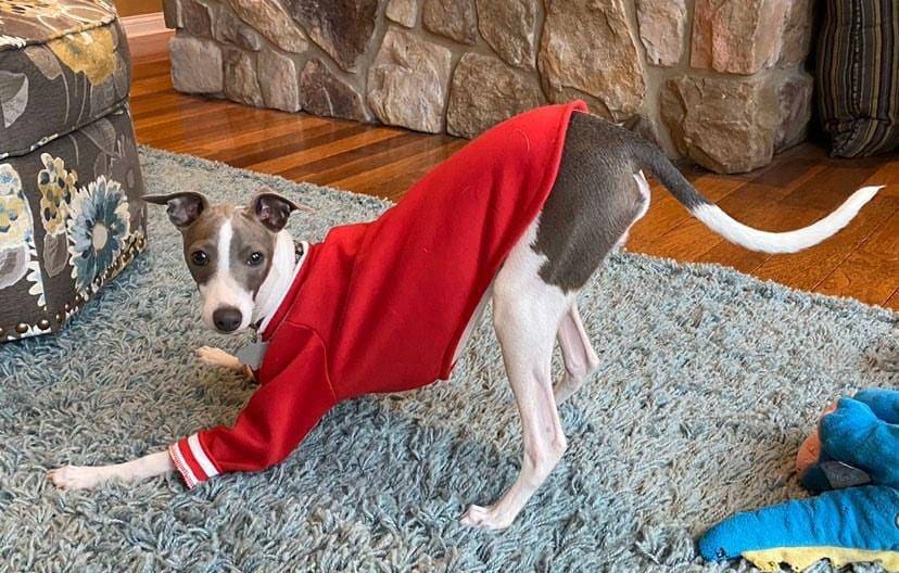 Custom Iggy Sweatshirts Long Sleeved Fleece Lined Tops - Little Milo's Closet