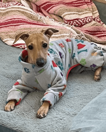 Italian Greyhound lying on a grey rug in a grey fleece bodysuit with hearts, bones and paw prints