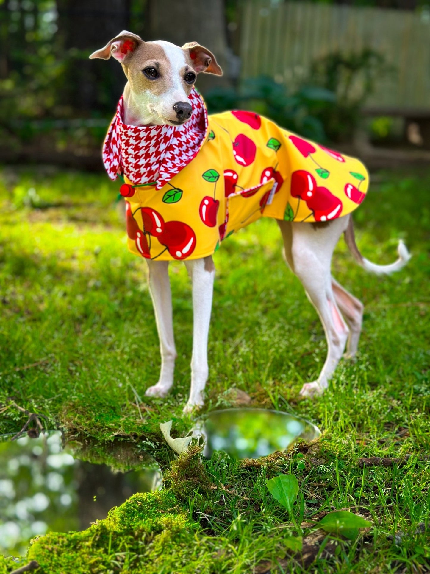 Custom Italian Greyhound Blanket Style Raincoat - Little Milo's Closet