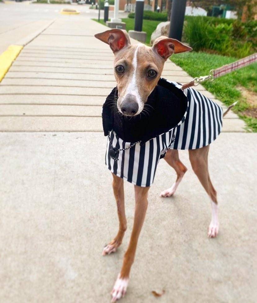 Custom Italian Greyhound Blanket Style Raincoat - Little Milo's Closet