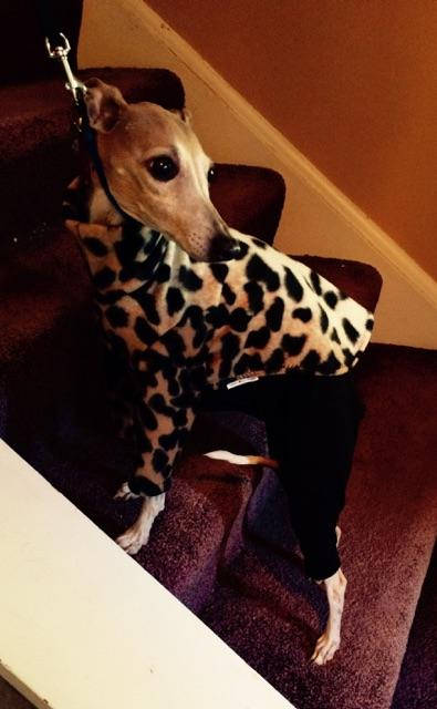 Custom Italian Greyhound Cotton Knit & Fleece Long Sleeve Top - Little Milo's Closet