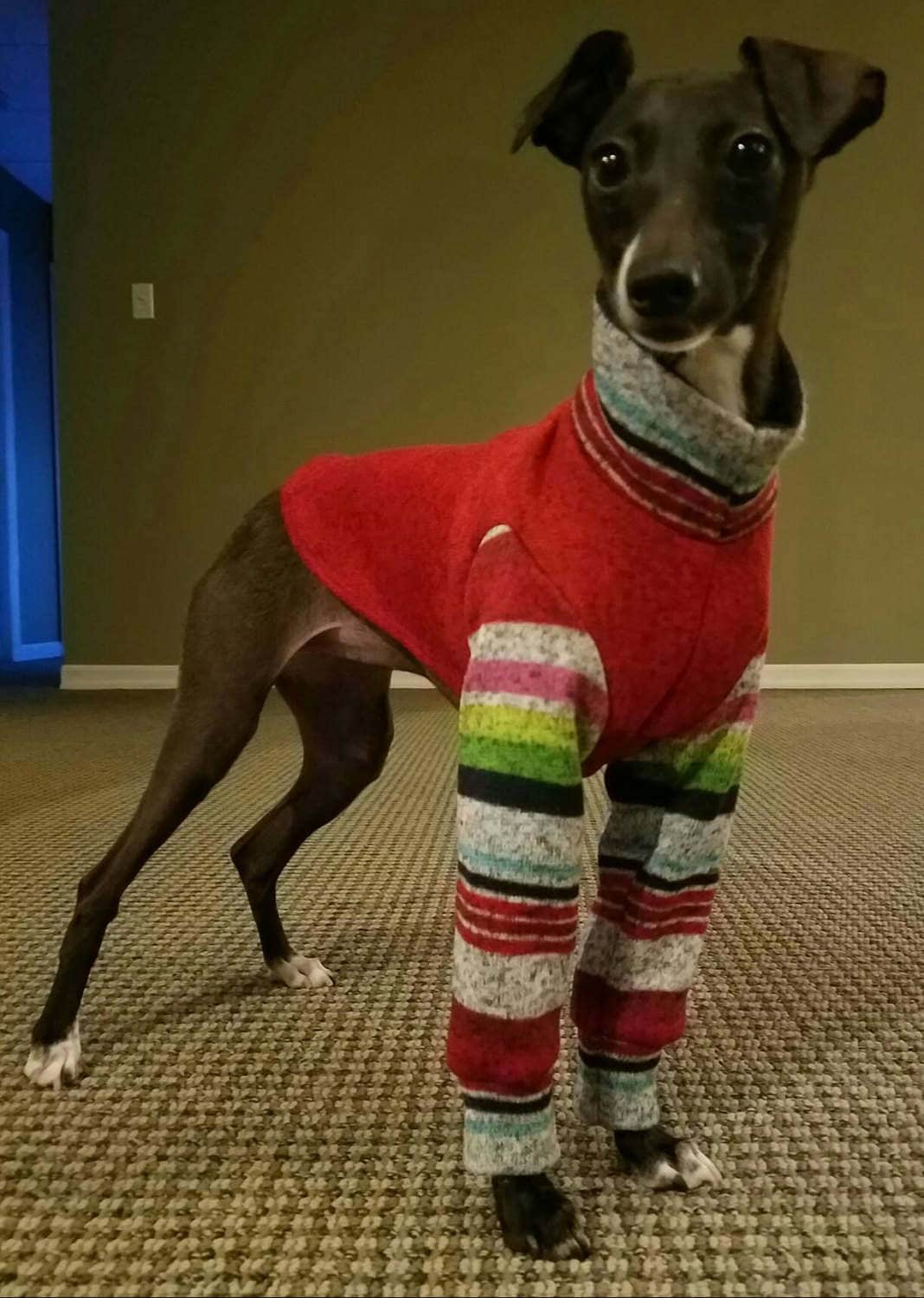 Custom Italian Greyhound Fleece Backed Sweater Knit 2 Legged Top - Little Milo's Closet