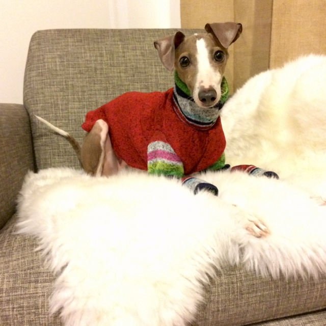 Custom Italian Greyhound Fleece Backed Sweater Knit 2 Legged Top - Little Milo's Closet