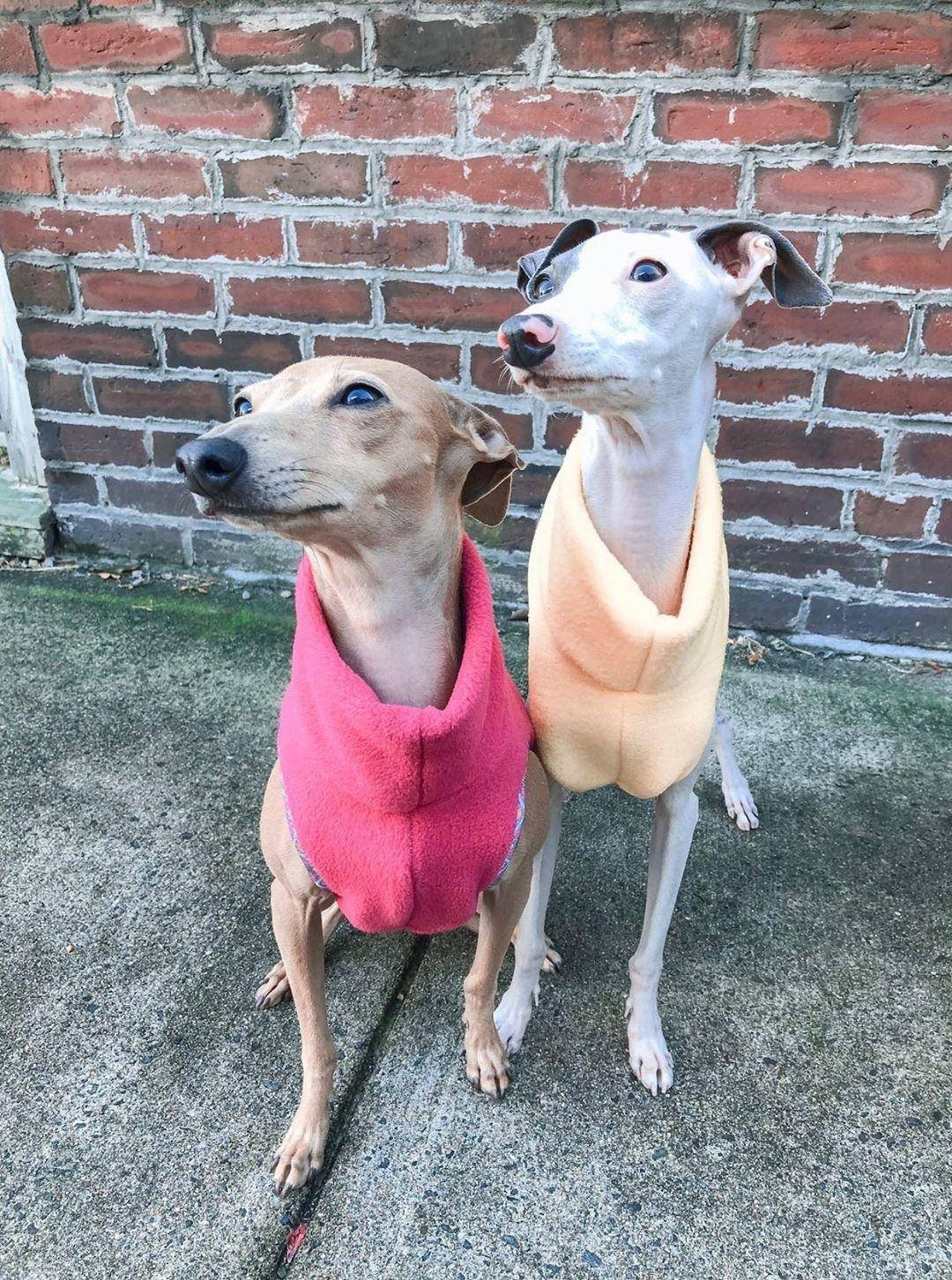 Custom Italian Greyhound Sleeveless Fleece Vests - Little Milo's Closet
