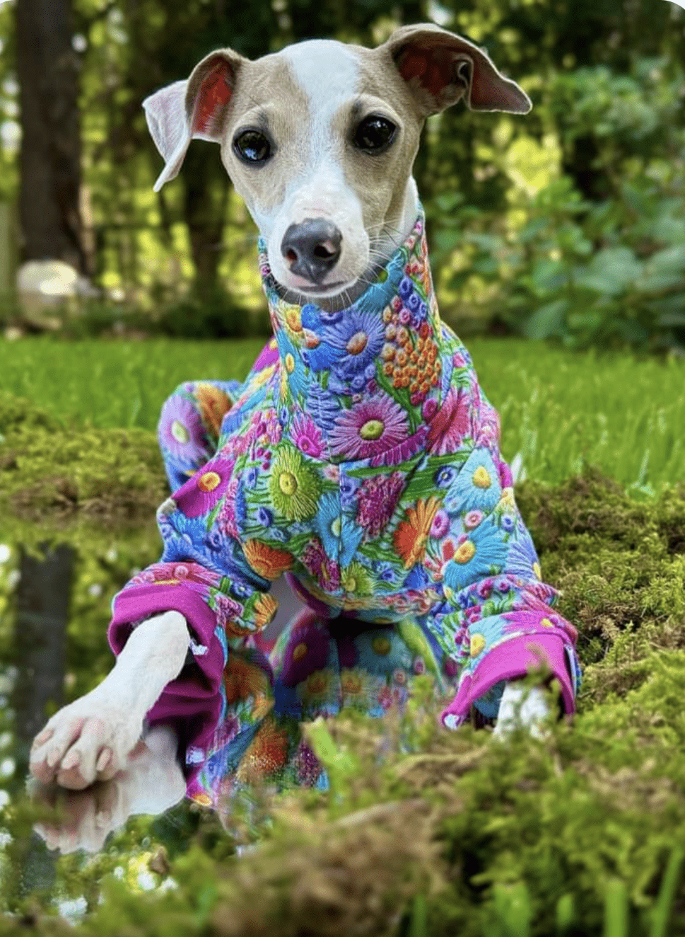 Custom New Faux 3D Custom Italian Greyhound Bodysuits - Little Milo's Closet