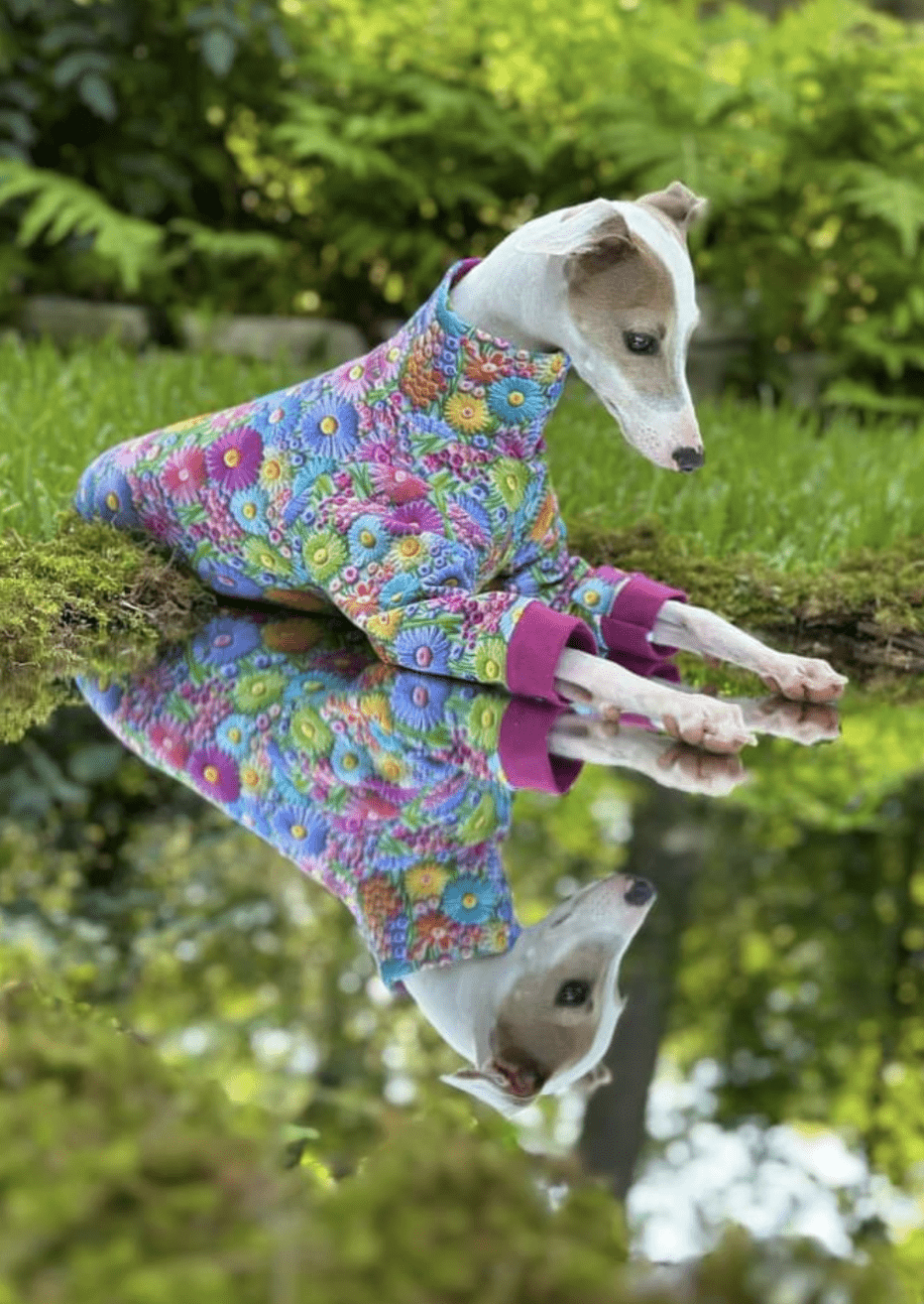 Custom New Faux 3D Custom Italian Greyhound Bodysuits - Little Milo's Closet