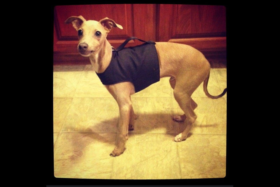 Custom Reversible Harness Vests For Iggys & Small Pups - Little Milo's Closet