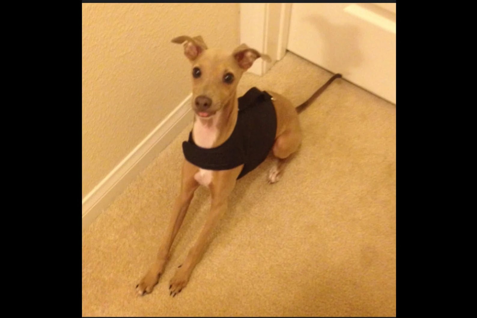 Custom Reversible Harness Vests For Iggys & Small Pups - Little Milo's Closet
