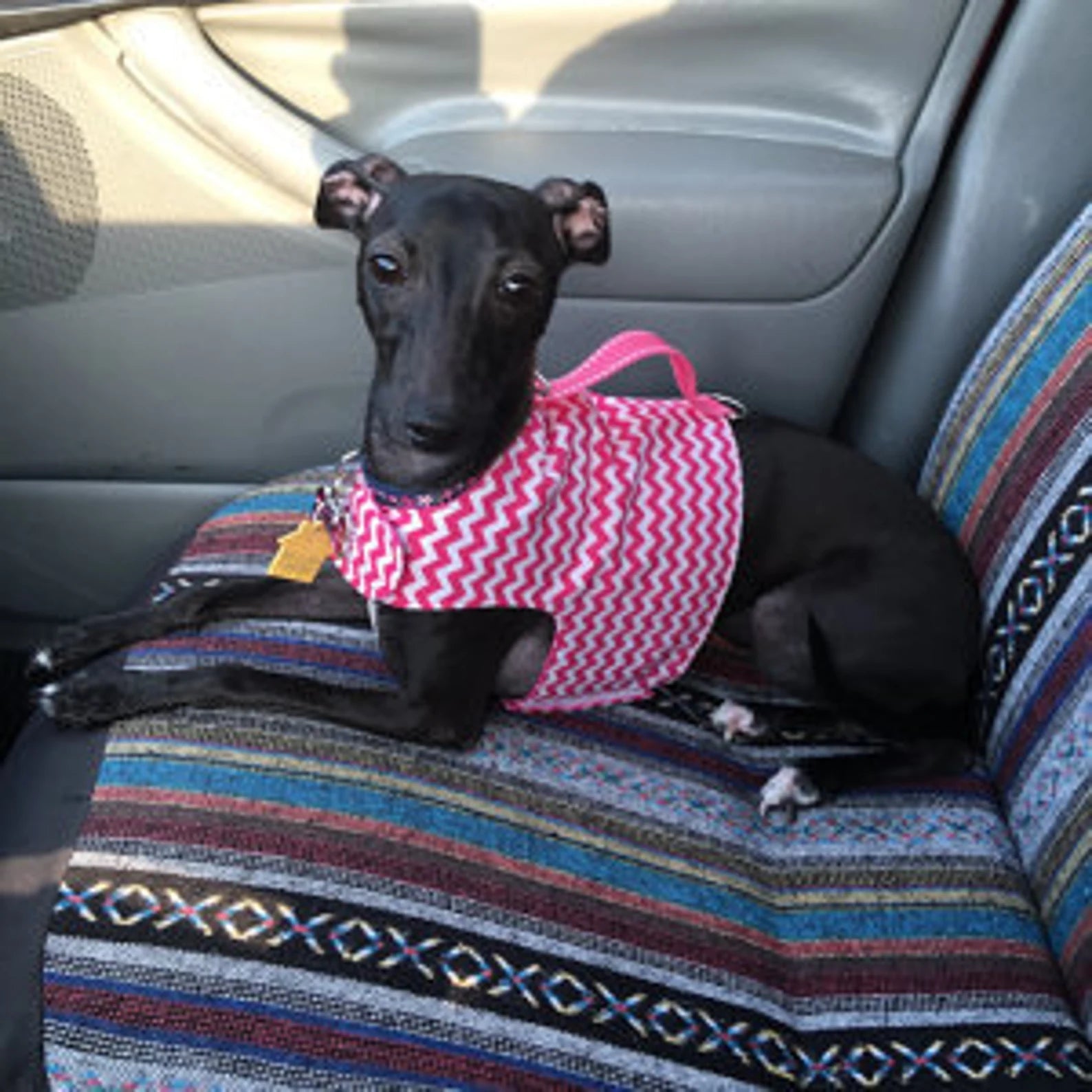 Custom Reversible Harness Vests For Iggys & Small Pups - Little Milo's Closet
