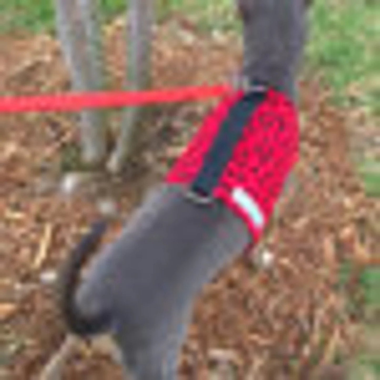 Custom Reversible Harness Vests For Iggys & Small Pups - Little Milo's Closet