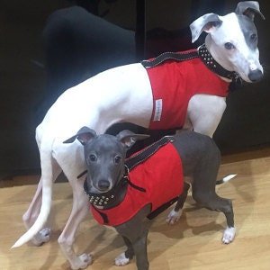 Custom Reversible Harness Vests For Iggys & Small Pups - Little Milo's Closet