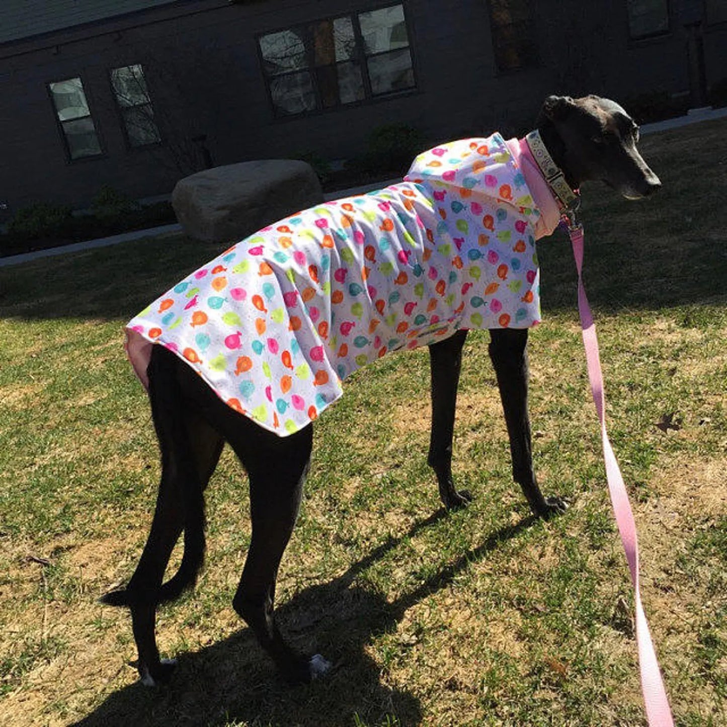 Custom Whippet and Greyhound Blanket Style Raincoat