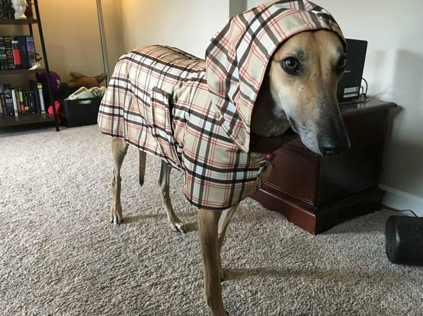 Custom Whippet and Greyhound Blanket Style Raincoat