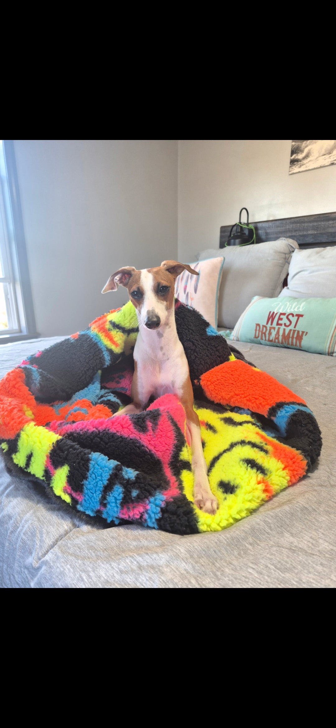 Italian Greyhound sitting in a neon smiley print sherpa nap sac on a bed, letterboxed phone screenshot