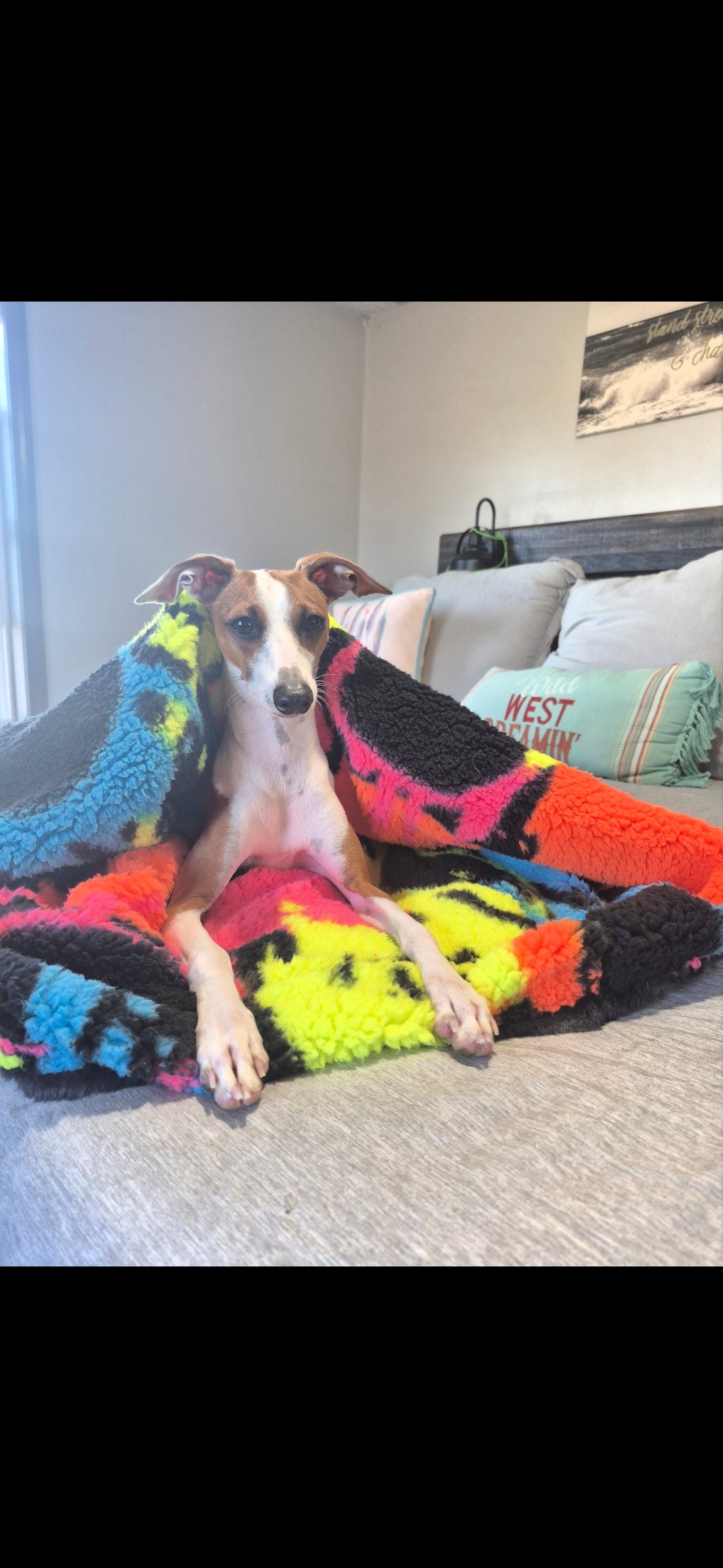 Italian Greyhound lounging on a bed inside a neon smiley print sherpa sleep sac with black lining