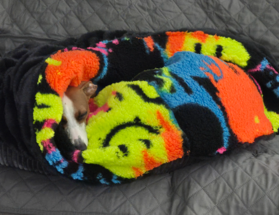 Italian Greyhound curled up asleep inside a neon smiley face burrowing sac