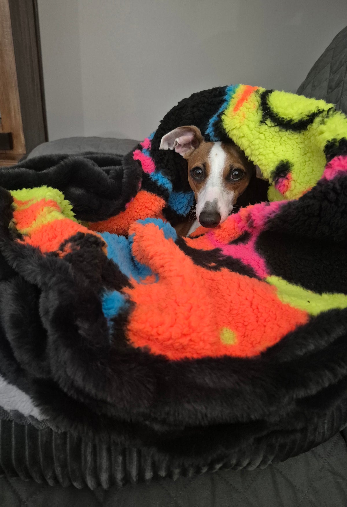 Italian Greyhound peeking out of a plush nap sac in neon smiley print with black lining, on a couch