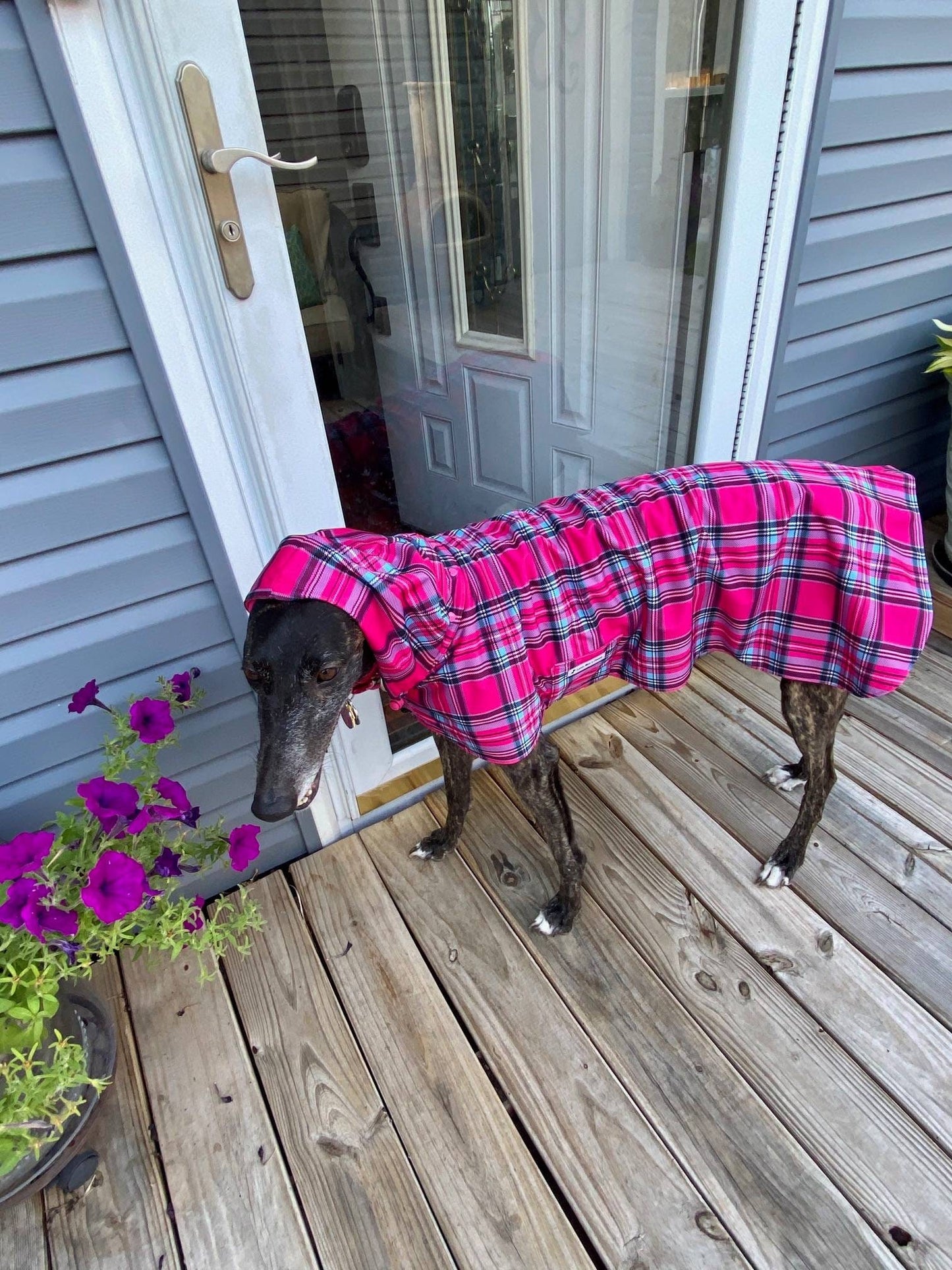 Custom Whippet and Greyhound Blanket Style Raincoat