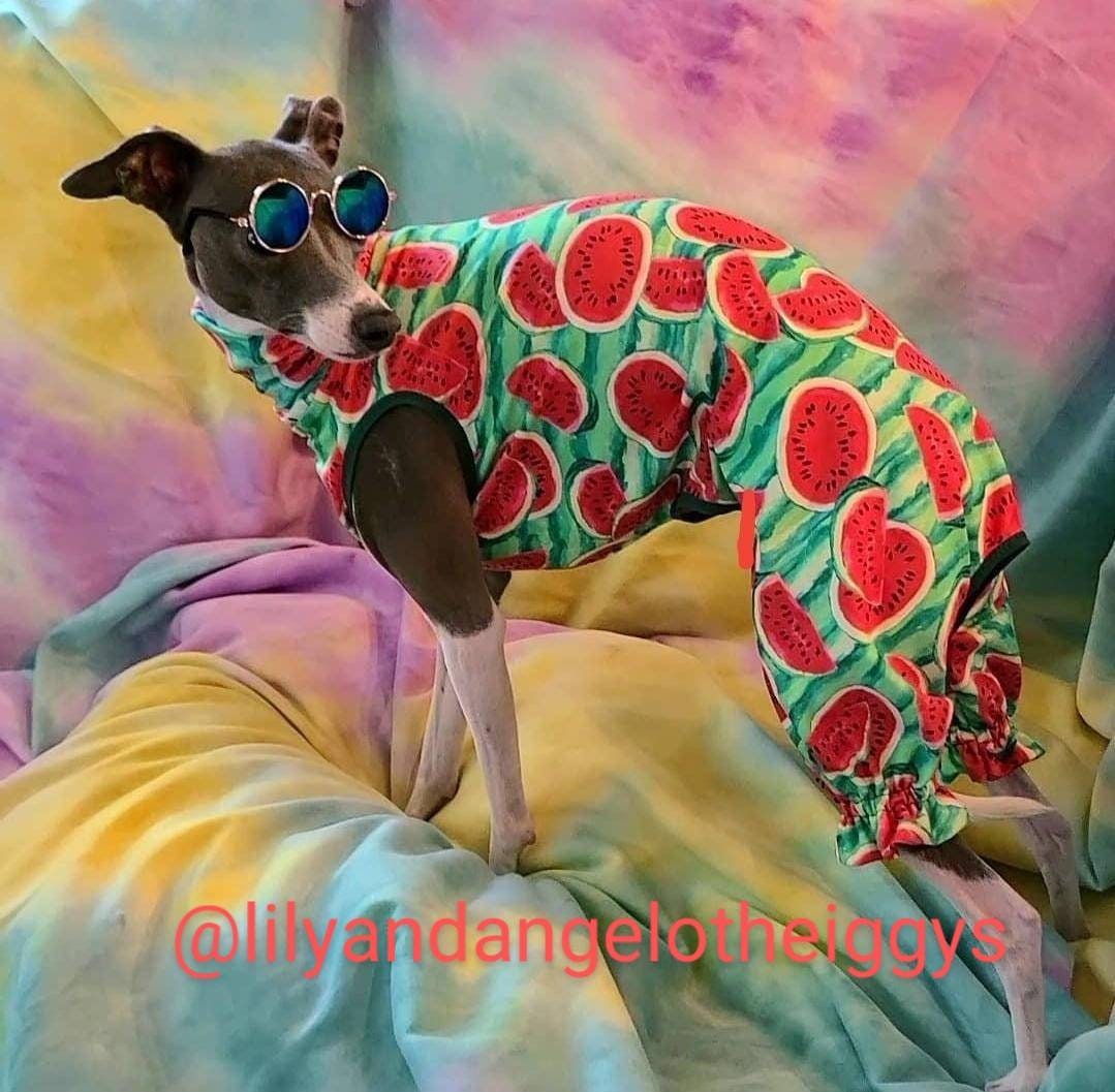 Custom UV 50+ Bodysuits For Iggys & Small Pups - Little Milo's Closet