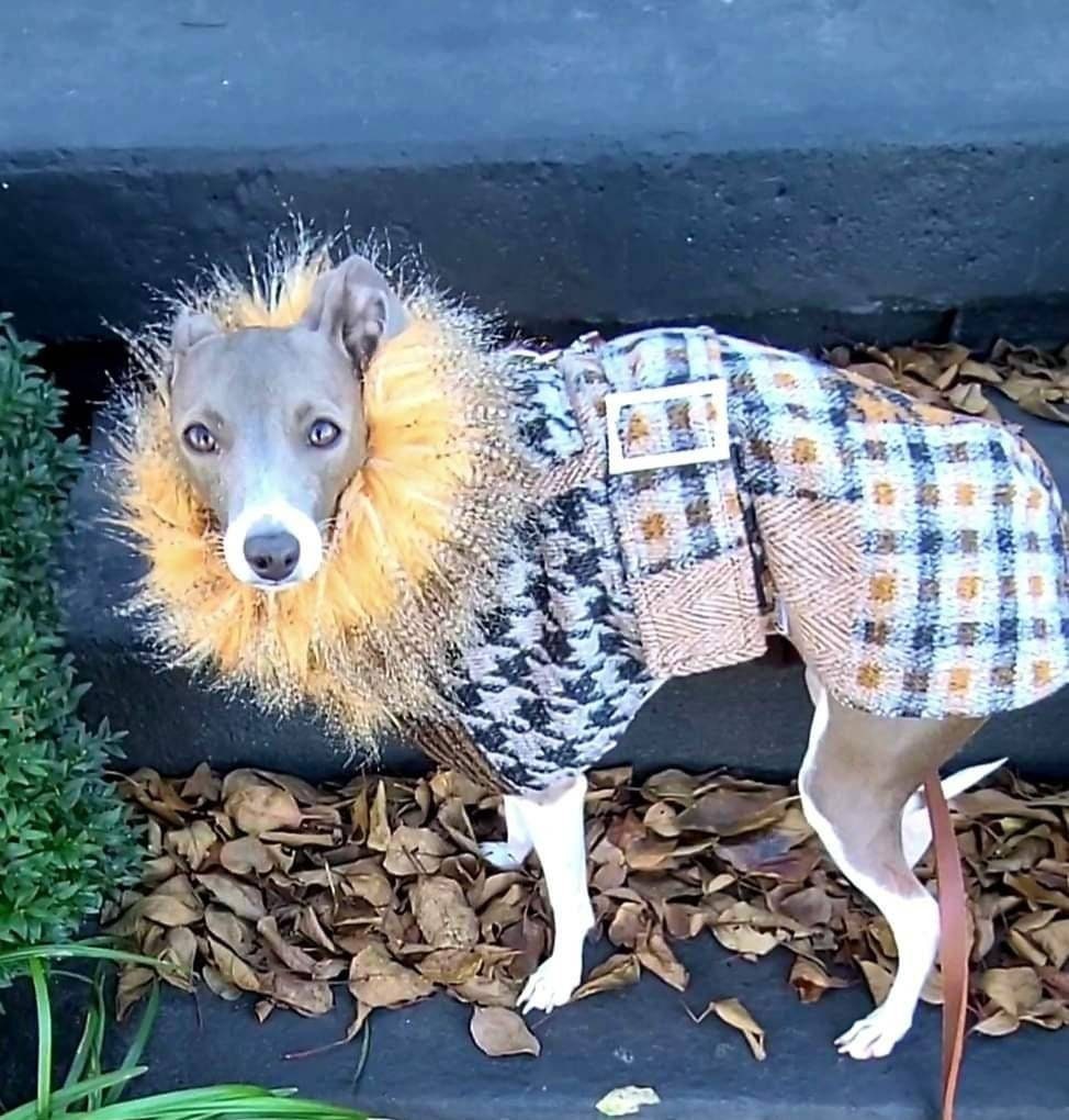 custom winter dog dress Custom dog winter coats from Woofit Dog Wear on Etsy