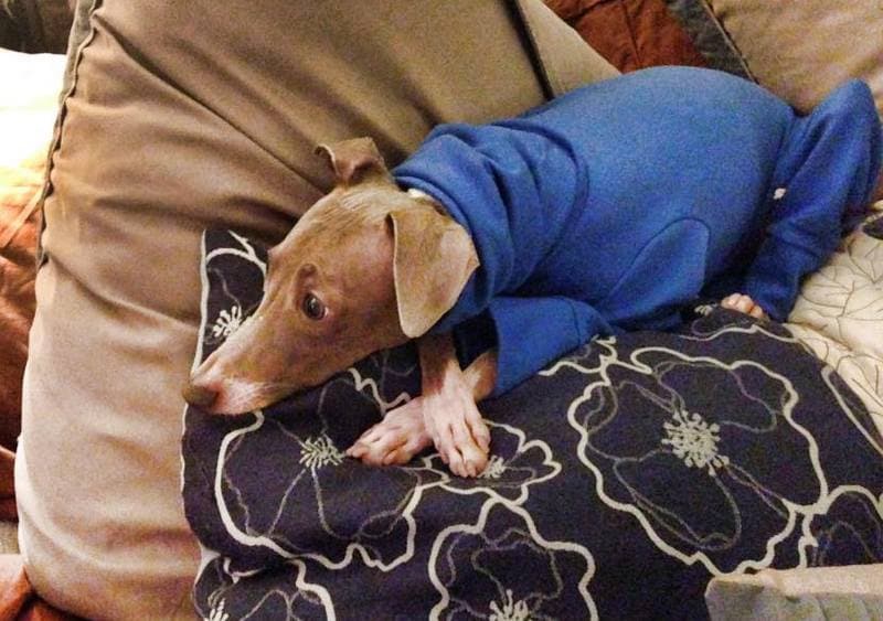Custom Summer Weight Cotton Lycra Bodysuit For IGGYs & Small Dogs - Little Milo's Closet