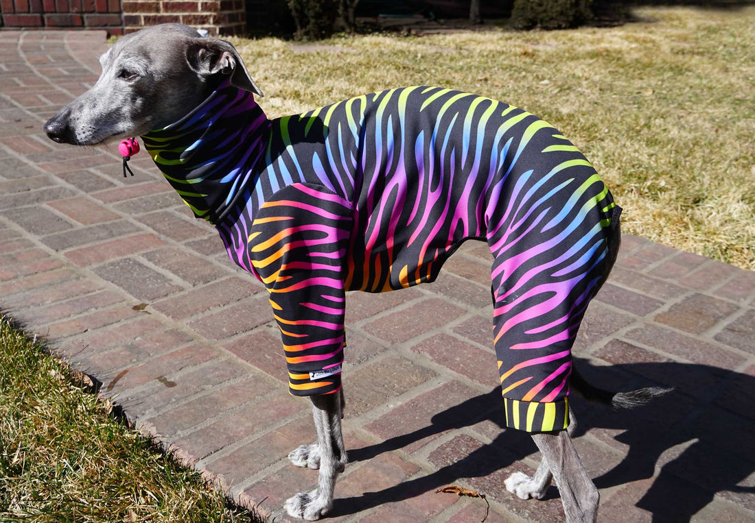 Grey Italian Greyhound on a brick patio wearing a rainbow zebra stripe UV 50+ bodysuit with long legs