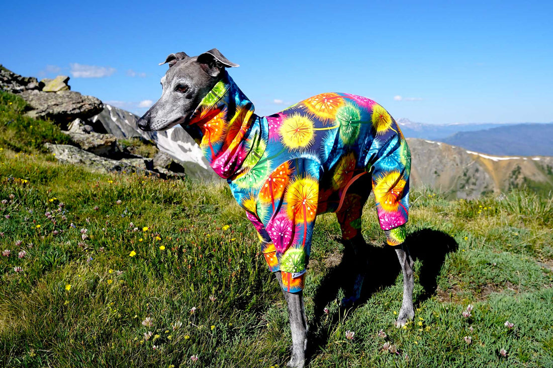 Grey Italian Greyhound on a mountain meadow in a bright tropical floral UV 50+ bodysuit
