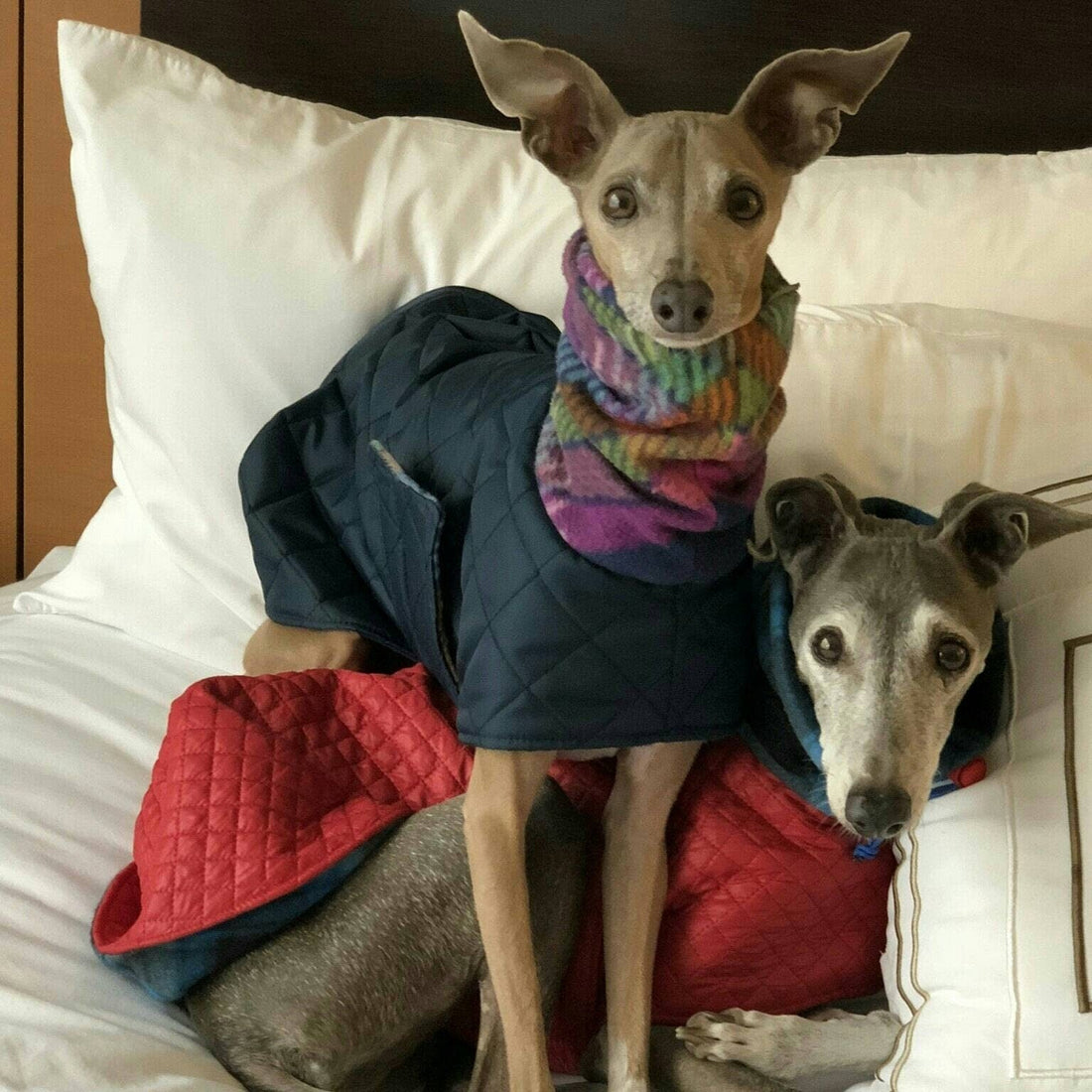 Two Italian Greyhounds on a bed in navy quilted winter coats, one with a rainbow striped snood, beside a red coat