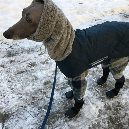 Italian Greyhound in a navy quilted winter coat with an attached tan sherpa snood, walking on a snowy path