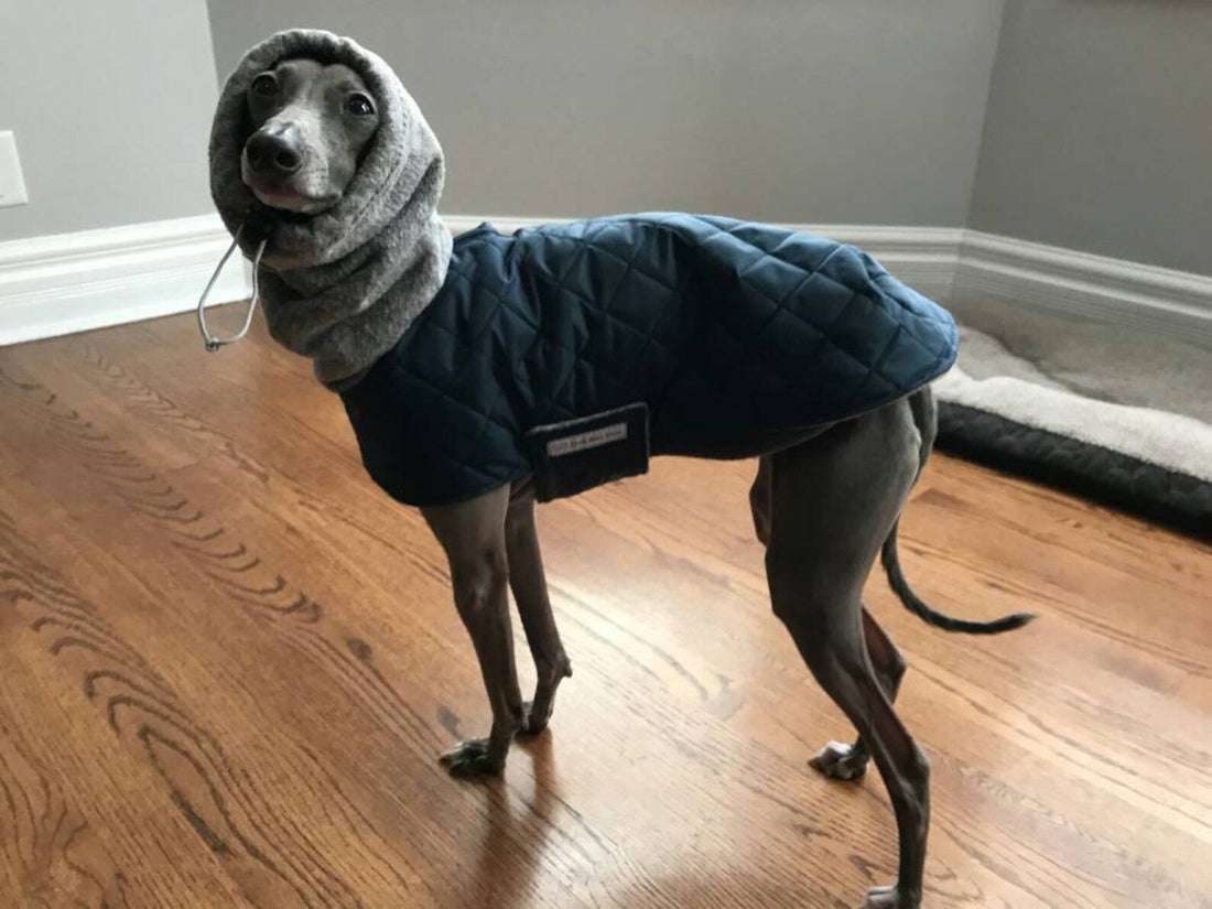Grey Italian Greyhound on a wood floor in a navy quilted coat with the attached grey snood pulled over its head