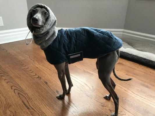 Grey Italian Greyhound on a wood floor in a navy quilted coat with the attached grey snood pulled over its head