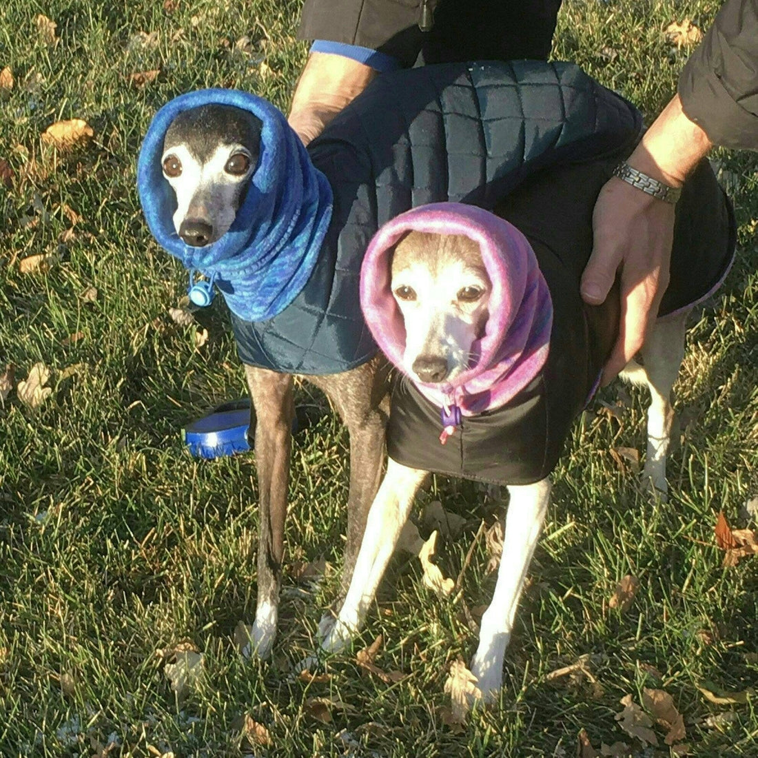Two Italian Greyhounds outdoors in quilted coats with blue and pink fleece snoods pulled up over their heads