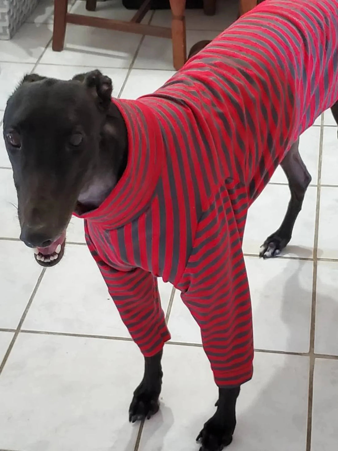 Close side view of a black Greyhound in a red and charcoal striped 2 legged jumper with a turtleneck