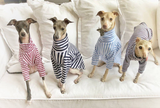 Four Italian Greyhounds on a white couch wearing pink, navy and light blue striped long sleeved tops