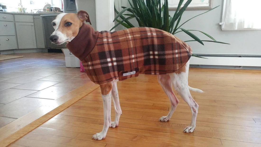 White and fawn Italian Greyhound indoors in a brown plaid blanket style fleece walking coat
