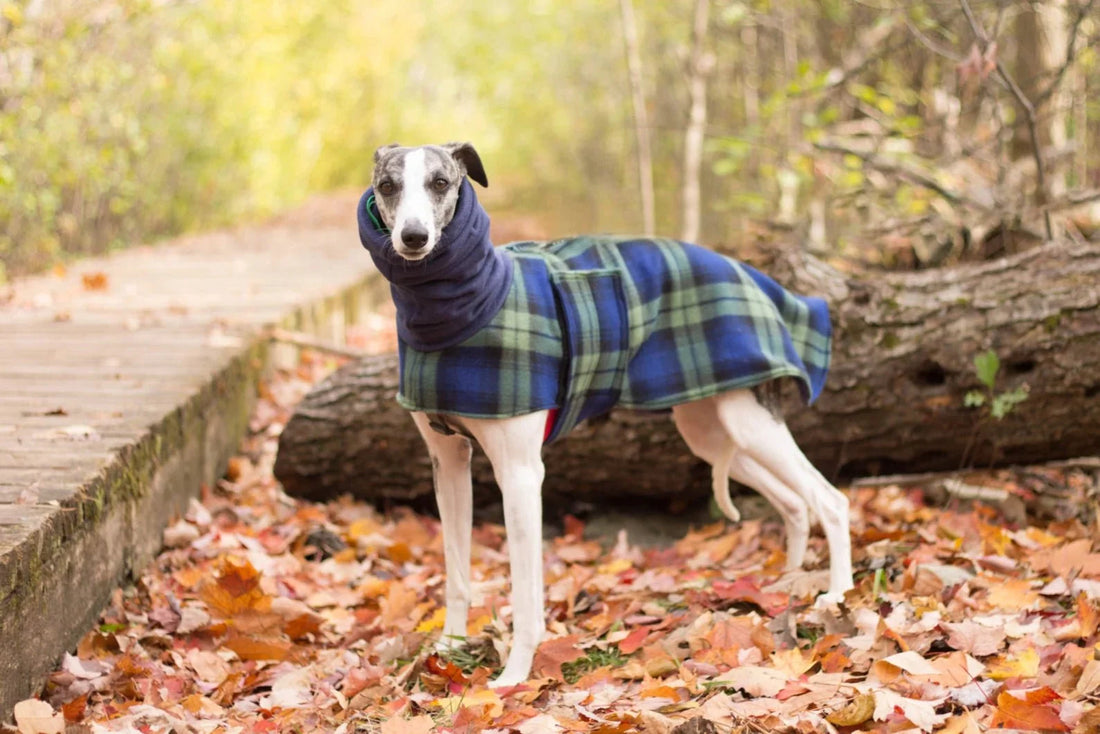 Whippet in a blue and green plaid fleece walking coat with a navy neck, standing on fallen leaves by a log