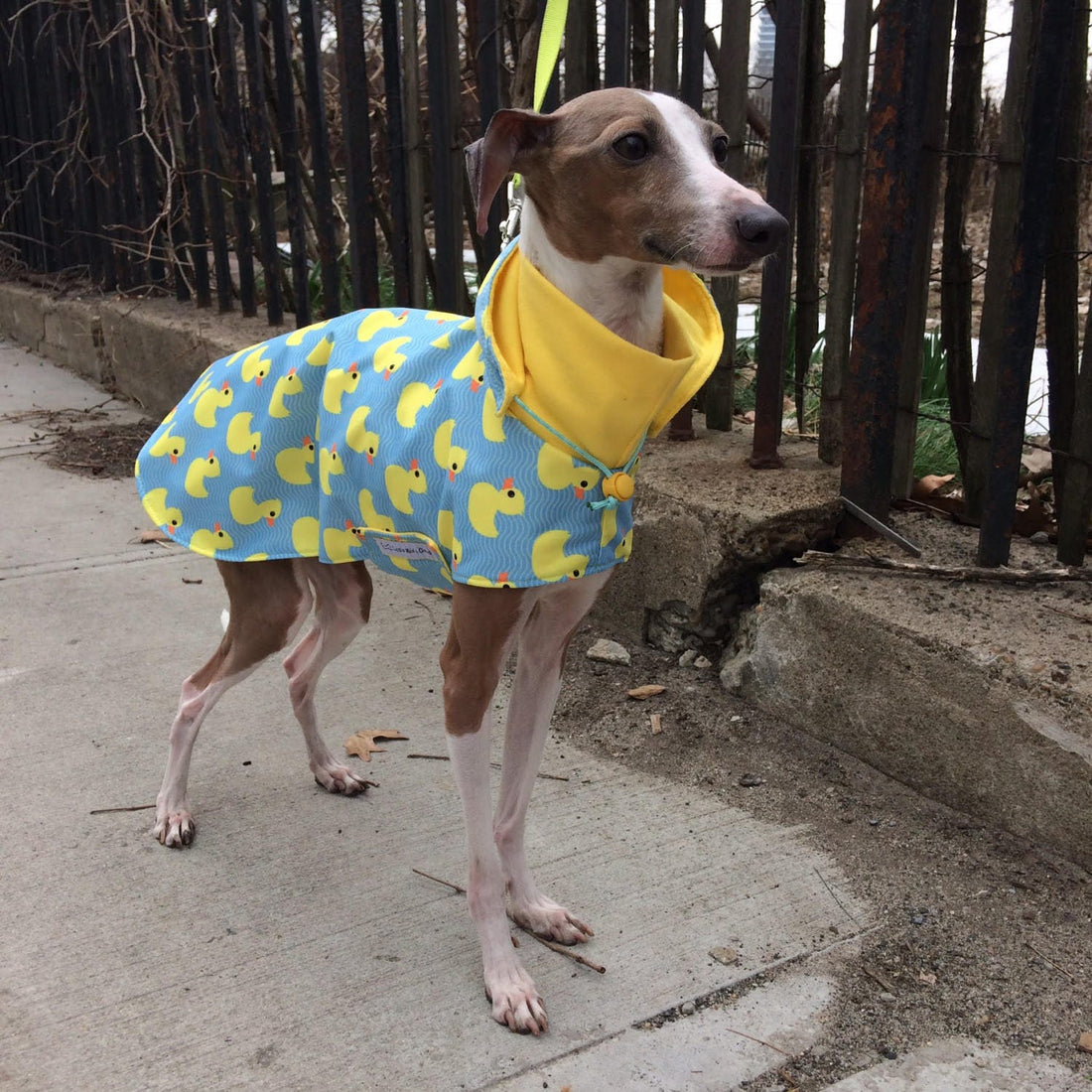 Italian Greyhound on a city sidewalk in a blue rubber duck print raincoat with a yellow collar