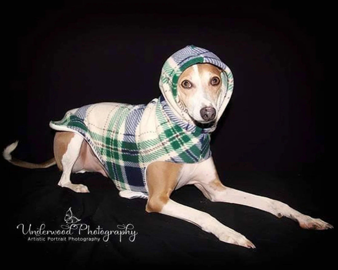 Fawn and white Italian Greyhound lying down in a green, navy and white plaid hooded fleece vest