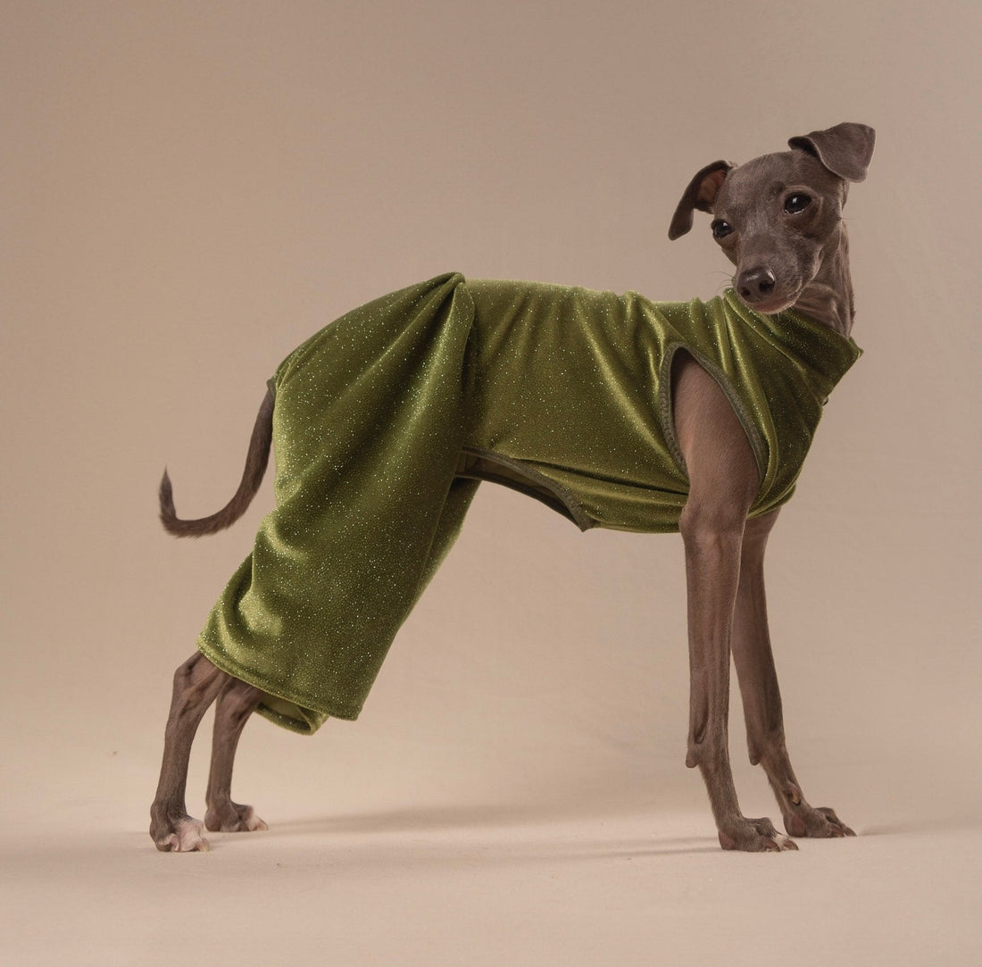 Side view of an Italian Greyhound in an olive green velvet wide leg bodysuit, looking back over its shoulder