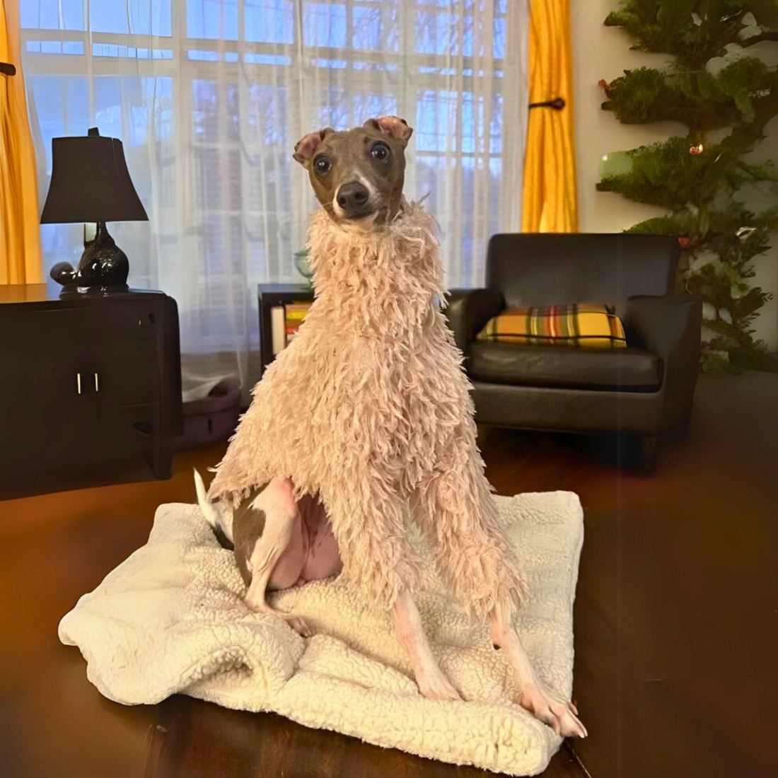 Italian Greyhound sitting on a sherpa blanket in a blush pink soft fringed sweater
