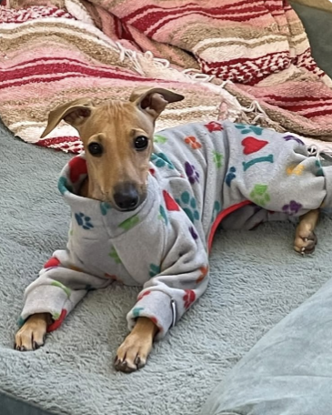 Custom Iggy, Whippet, Greyhound Fleece Bodysuit - Little Milo's Closet