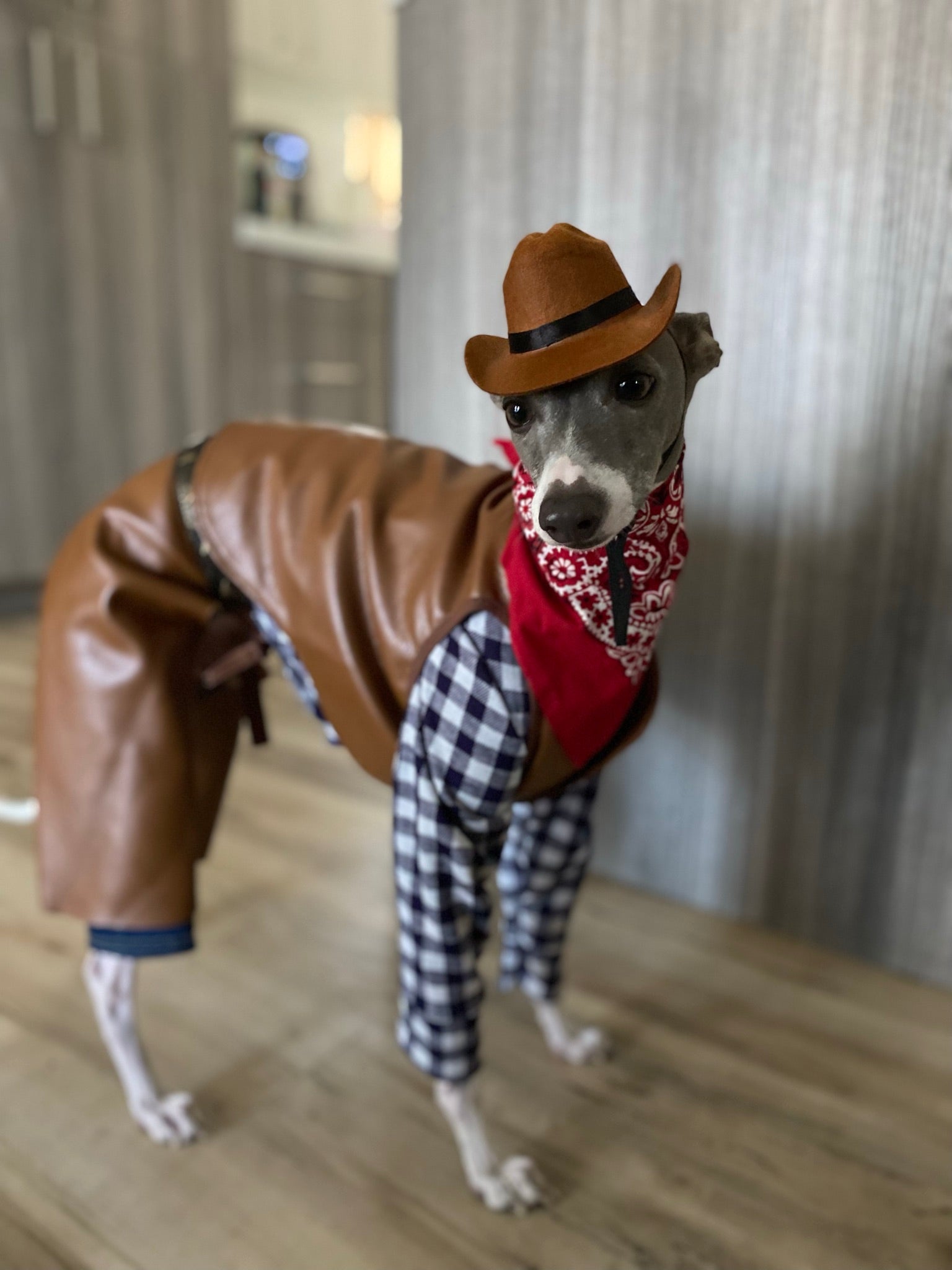 Italian greyhound wearing clothes hotsell